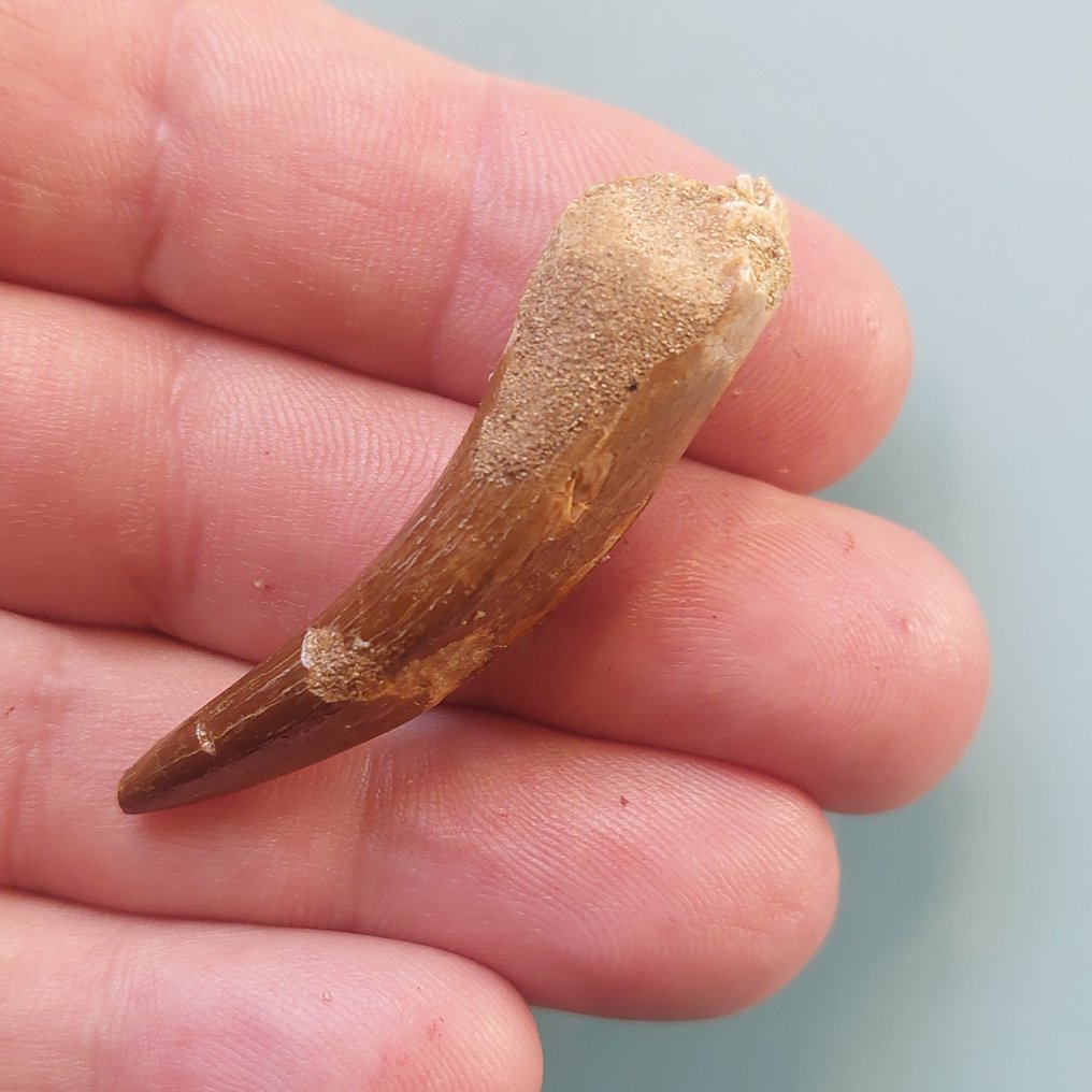 Marine reptile - Fossil tooth - Plesiosaurus - 55 mm - 15 mm (No Reserve Price) #1.0