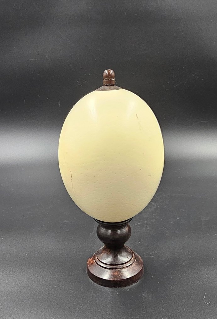 struts Ägg - Struthio Camelus ei Ostrich egg - 245 mm - 115 mm - 115 mm- Arter som inte är inkluderade i CITES - (1) #1.0