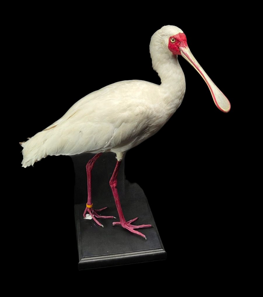Αφρικανική κουταλογάνα - παρουσίαση μουσείου - κλείσιμο δακτυλίου Βάση ταρίχευσης ολόκληρου σώματος - Platalea alba - 60 cm - 0 cm - 0 cm - Είδη που δεν ανήκουν στο CITES #1.0