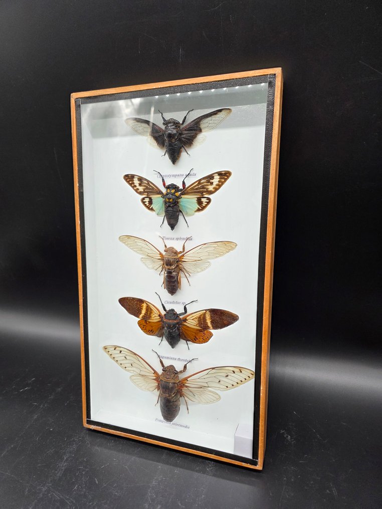 Large Frame - Real Cicades - Display frame  - Glass, Wood #1.0