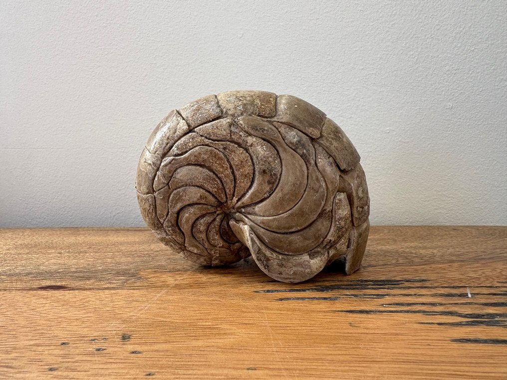 Nautiloid - Tierfossil - Aturia - 9 cm - 6 cm #1.0