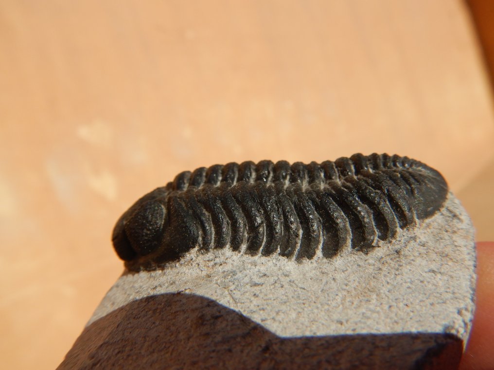 Fossil - Fossile dyr - Phacops - 5 cm  (Ingen reservasjonspris) #4.3