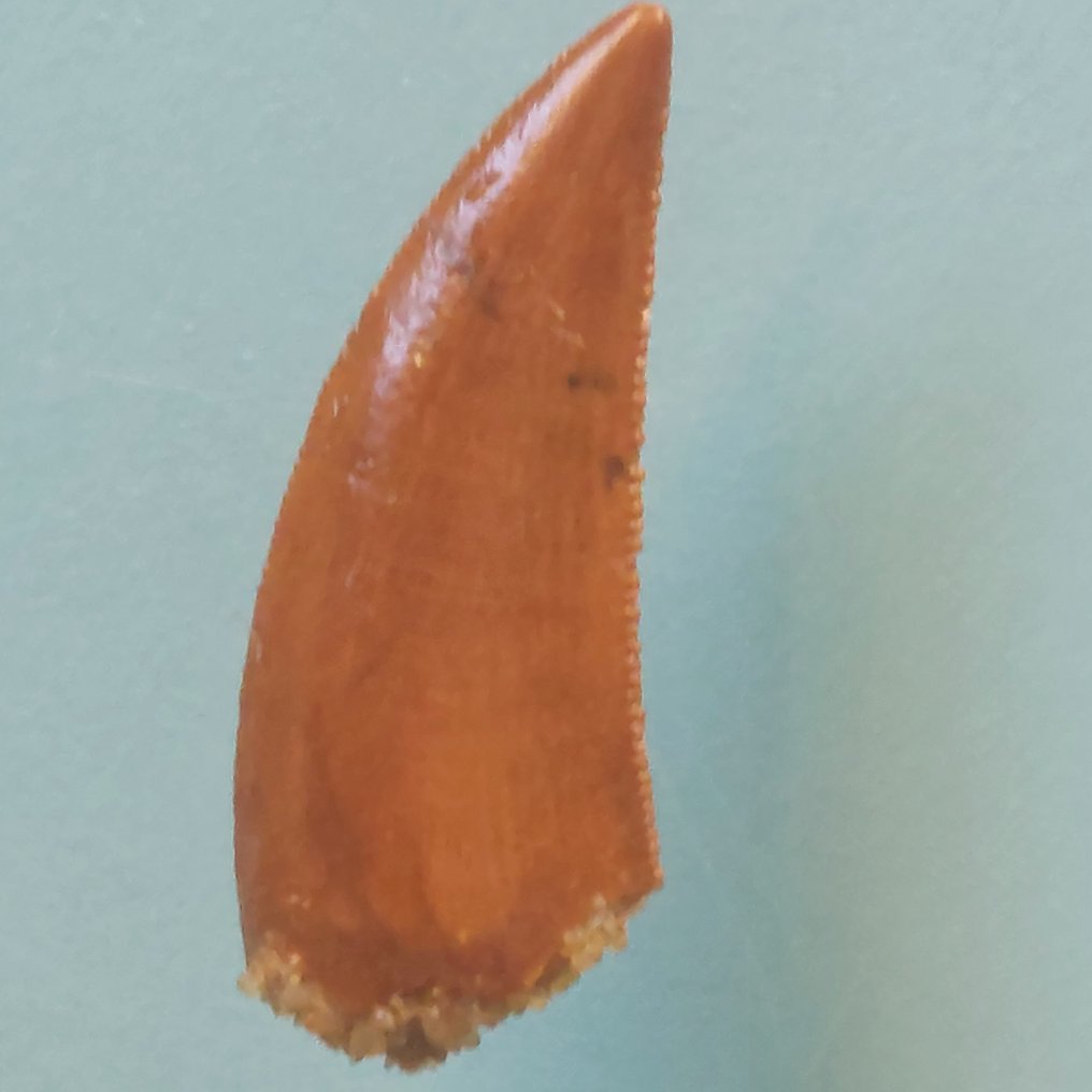 Dinosaur - Fossil tand - Abelisaurus - 21 mm - 10 mm  (Ingen mindstepris) #1.0