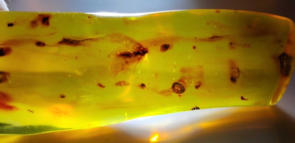 Fossil ist erstaunlich! Dominikanisches Bernstein – 160 Karat.- 32 g #2.1