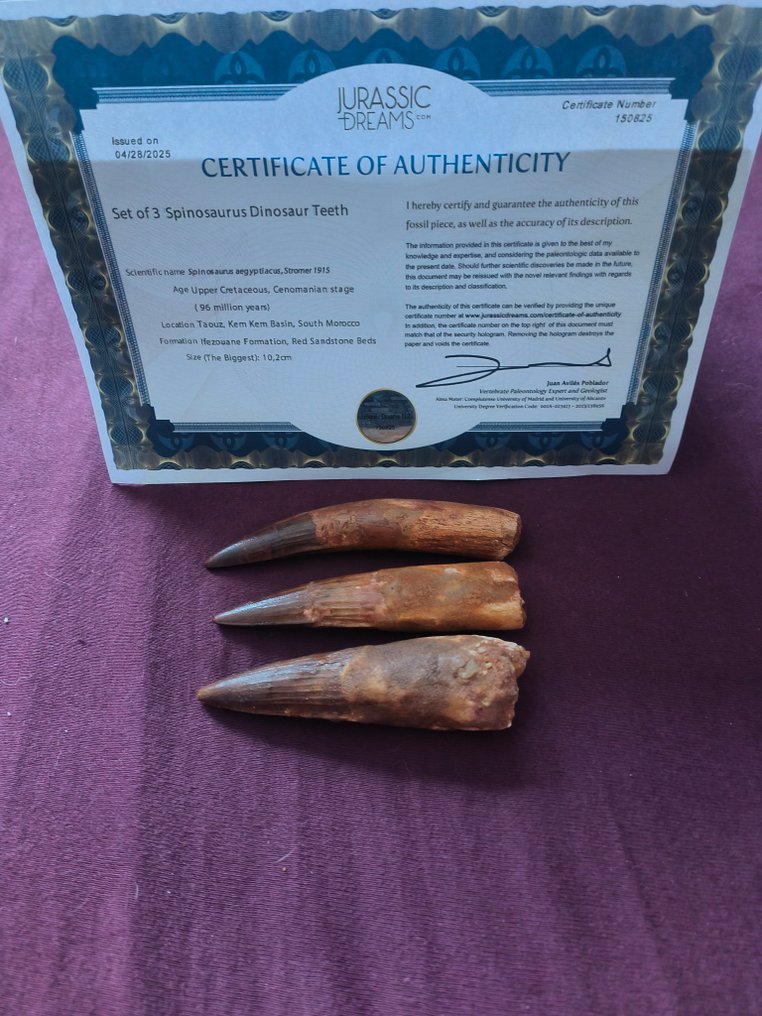 Spinosaur - Fossil tooth #1.0