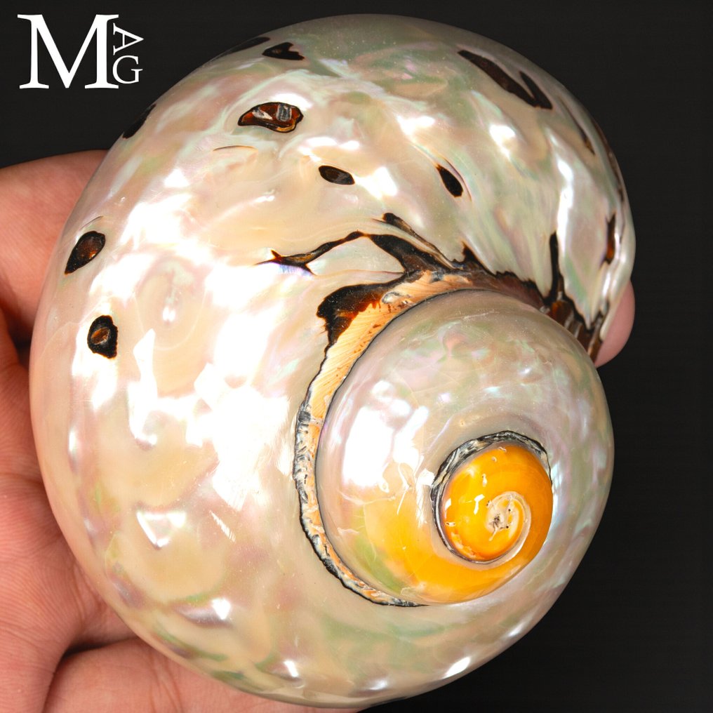Shell in mother-of-pearl, top quality Collectible shell - Turbo Sarmaticus (Linnaeus, C., 1758) - Height: 101 mm - Width: 87 mm- 137 g #1.0