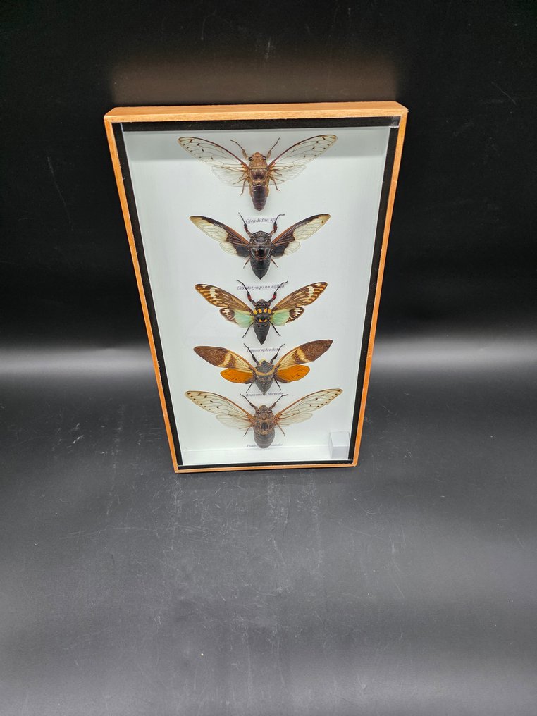Large Frame - Real Cicades - Display frame  - Glass, Wood #3.2