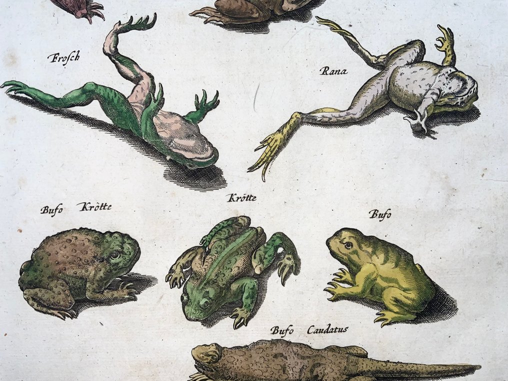 Matthäus Merian (1593-1650) - hand coloured folio: Amphibians, Toads, Frogs - 1657 #4.3