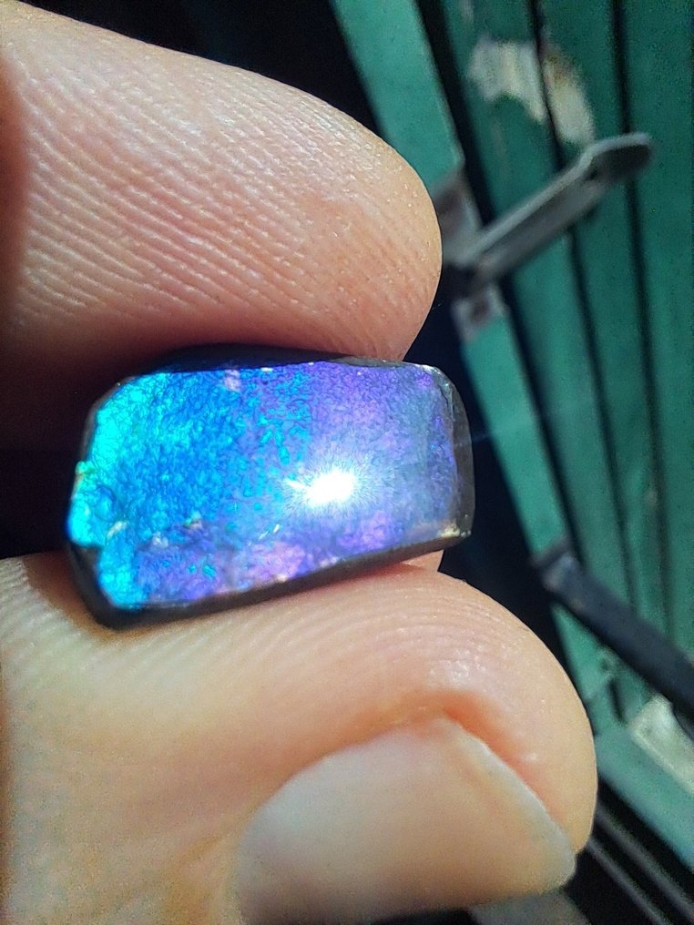 Ammolit - Fossilt fragment - Placenticeras - 17 mm - 11.2 mm  (Ingen mindstepris) #1.0