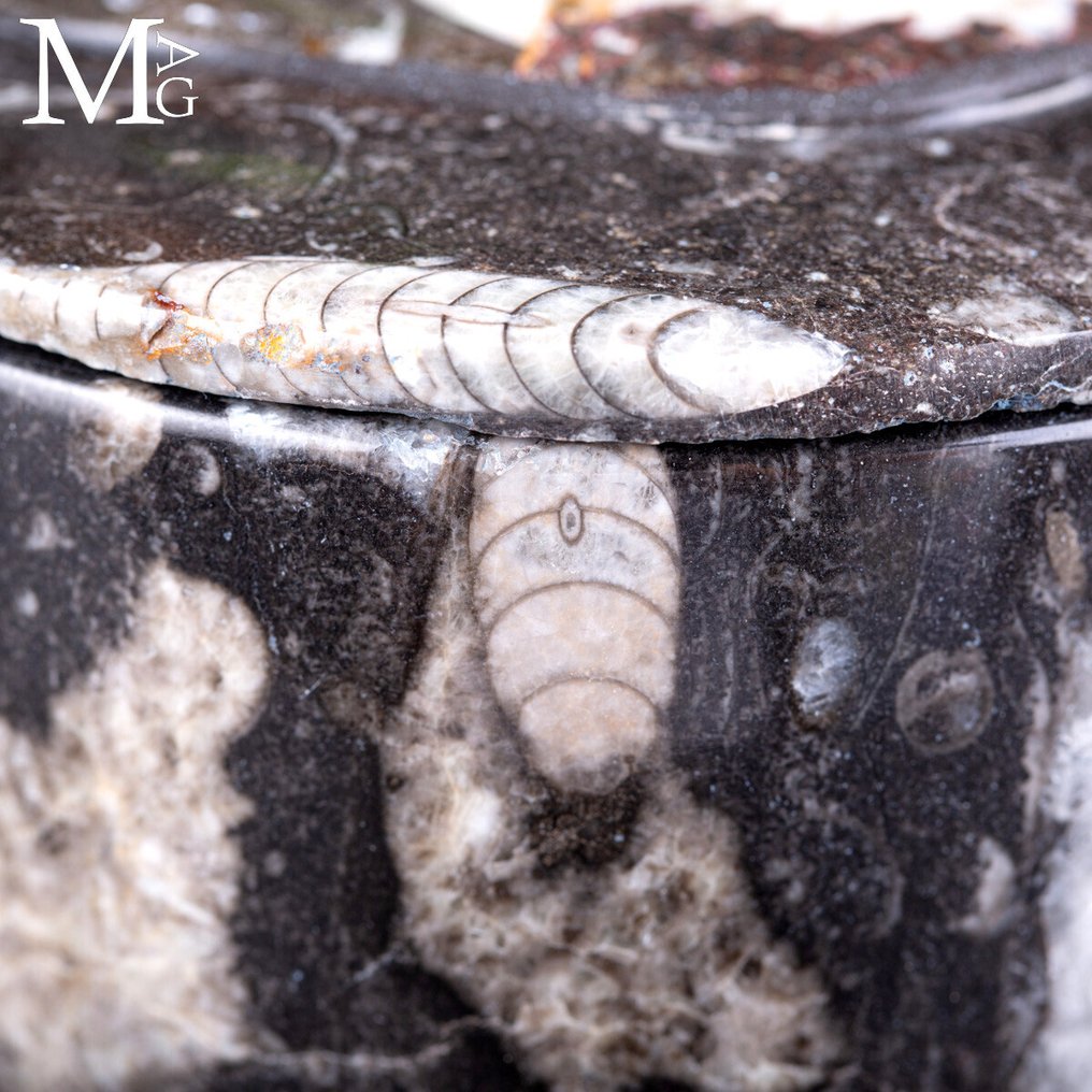 Round jewelry box Ammonite & Orthoceras Fossil Box – Hand-Carved from Moroccan Matrix - Height: 110 mm - Width: 110 mm- 689 g - (1) #3.2