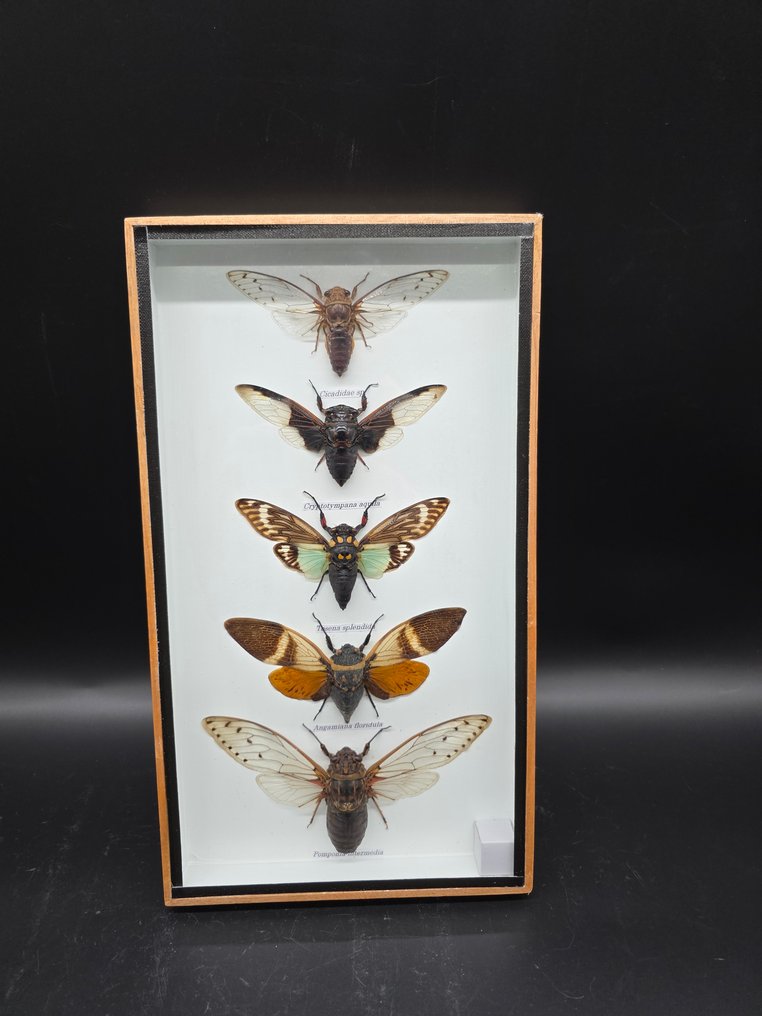 Large Frame - Real Cicades - Display frame  - Glass, Wood #1.0