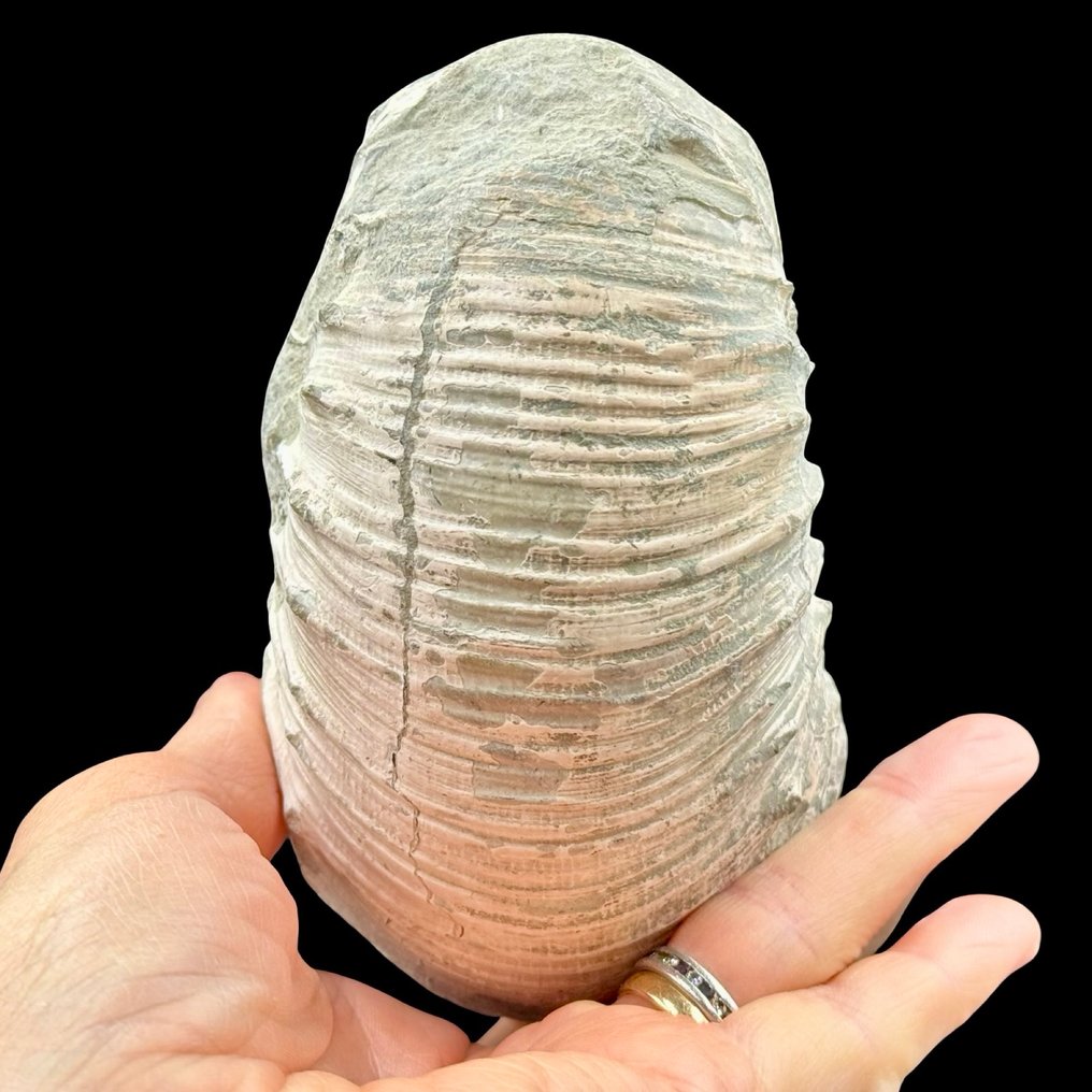 Amonite - Concha fossilizada - Liparoceras cheltiense - 76 mm - 129 mm (Sem preço de reserva) #2.1