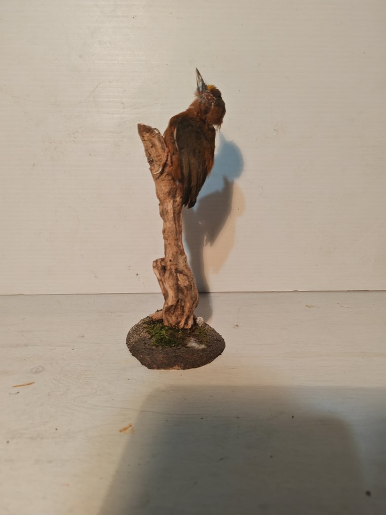 White browed piculet Allestimento tassidermico a corpo intero - Sasia ochracea - 14 cm - 9 cm - 9 cm - 1 #1.0