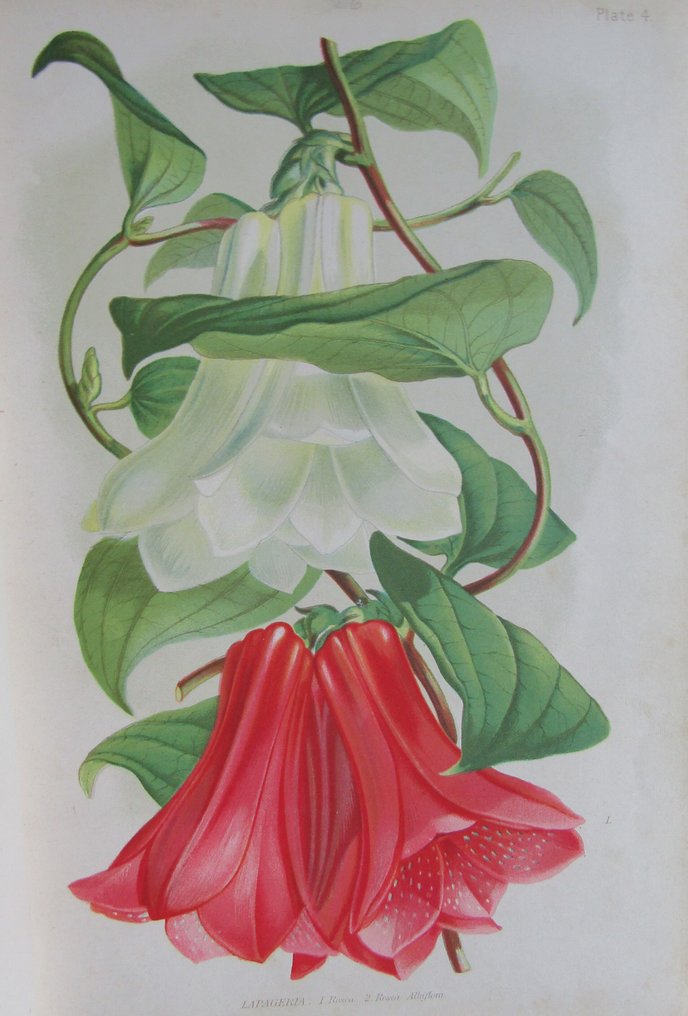 Robert Thompson - The Gardener's Assistant - 1881 #1.0