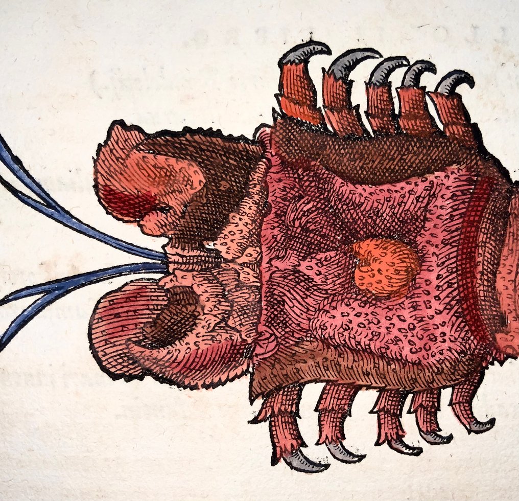 Conrad Gesner (1516-1565) Squilla, Mantis Shrimp - Folio with hand coloured woodcut - 1600 #1.0