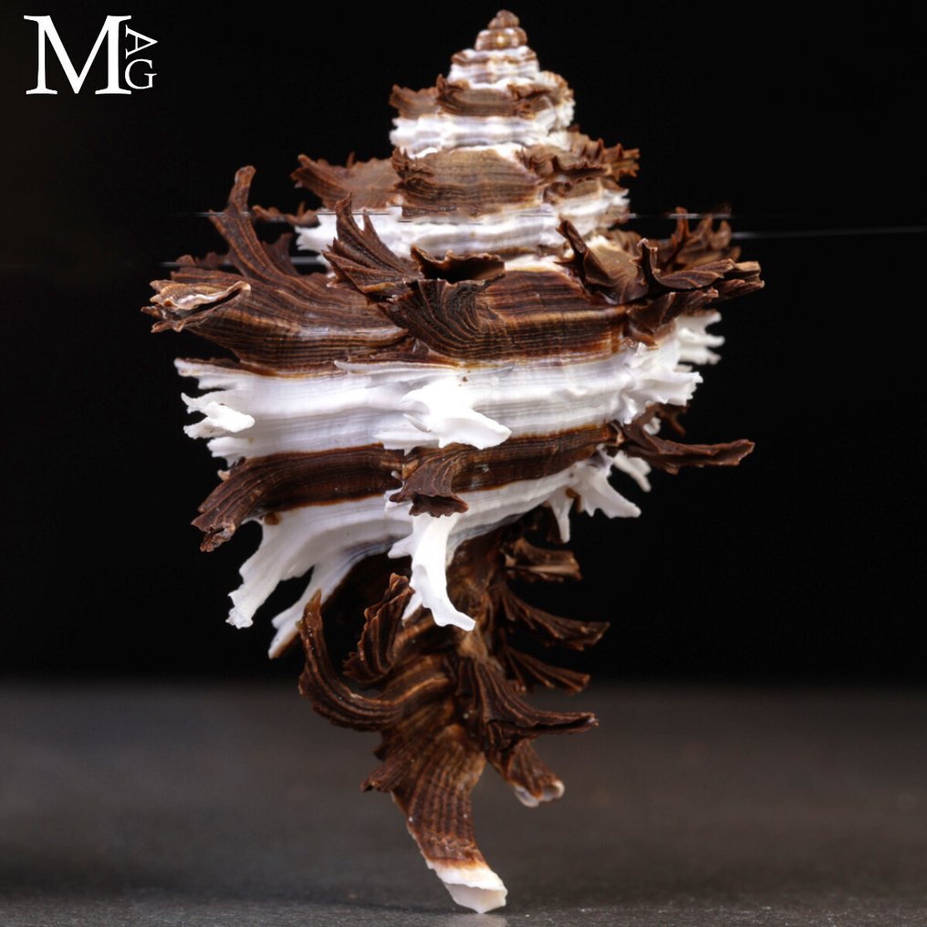 美丽的收藏贝壳 Hexaplex cichoreum f. endivia(Lamarck,1822) - 高度: 100 mm - 闊度: 75 mm- 48 g #2.1