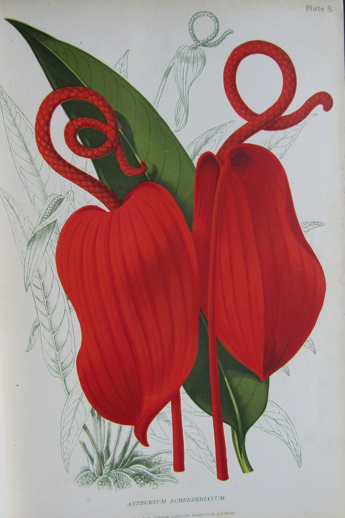 Robert Thompson - The Gardener's Assistant - 1881 #4.3