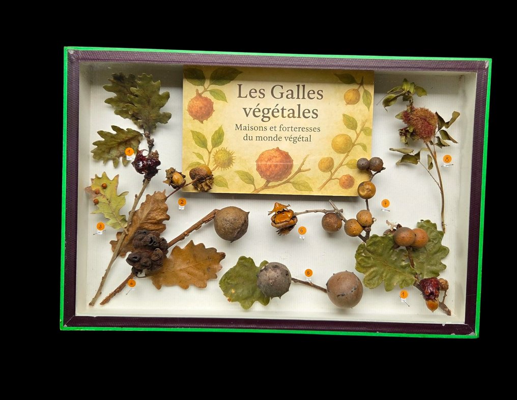 A very rare museum display of real galls on deciduous trees (39x26 cm ) - collection - Διόραμα - 2010-2020 #1.0