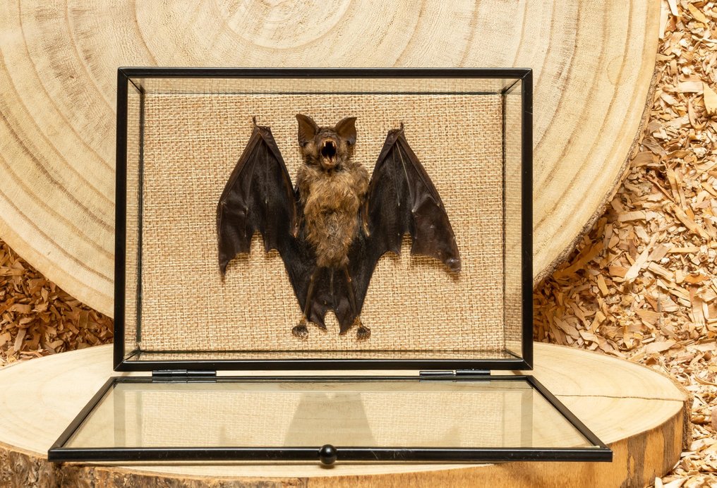 Pipistrello Allestimento tassidermico a corpo intero - Hipposideros madurae - 12 cm - 18 cm - 6 cm - Specie non CITES #3.2