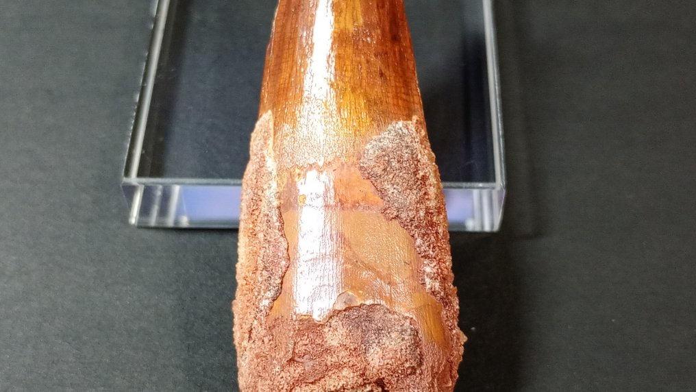 Dinosaur - Fossile tænder - Spinosaurus - 7.5 cm - 2.7 cm #3.2