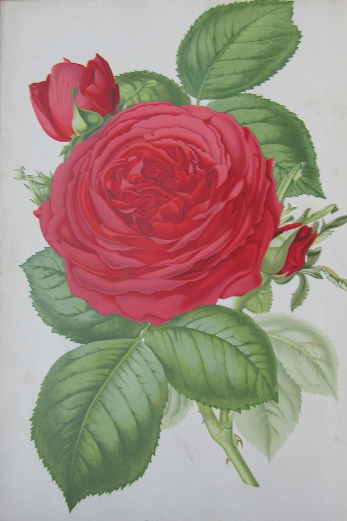 Robert Thompson - The Gardener's Assistant - 1881 #1.0