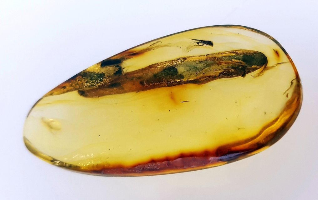 Amber com inclusão - Cabochão fóssil - 5.3 cm (Sem preço de reserva) #4.3