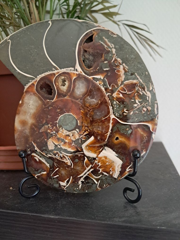 Ammoniet - Gefossiliseerd dier - Aioloceras (Cleoniceras) sp. - 14.2 cm - 11.2 cm  (Zonder Minimumprijs) #1.0