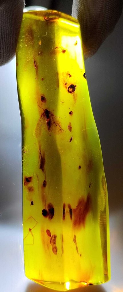 Fossil ist erstaunlich! Dominikanisches Bernstein – 160 Karat.- 32 g #1.0