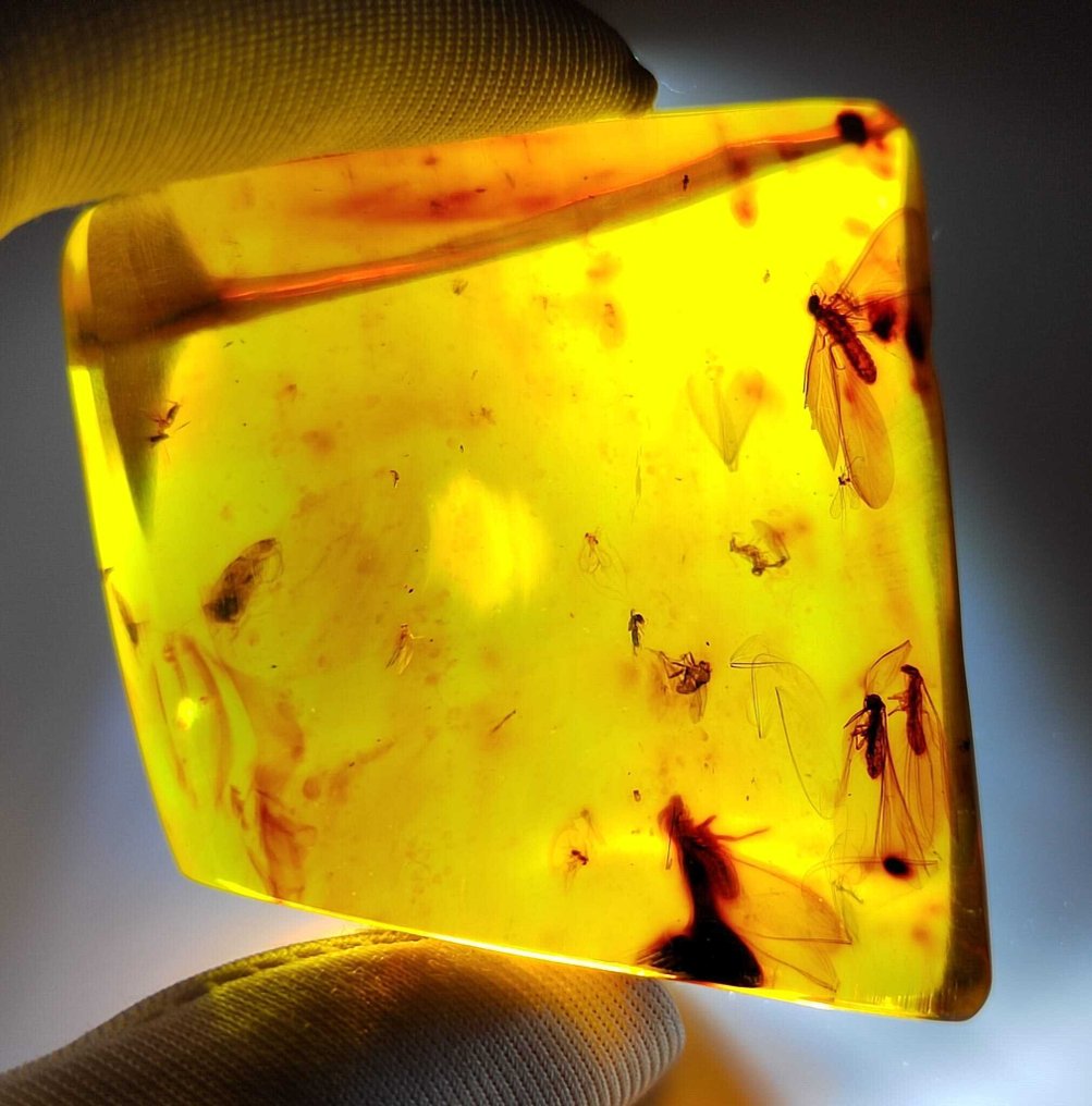 FOSSIL-AMAZING!! Dominican amber - 260 cts- 52 g #1.0