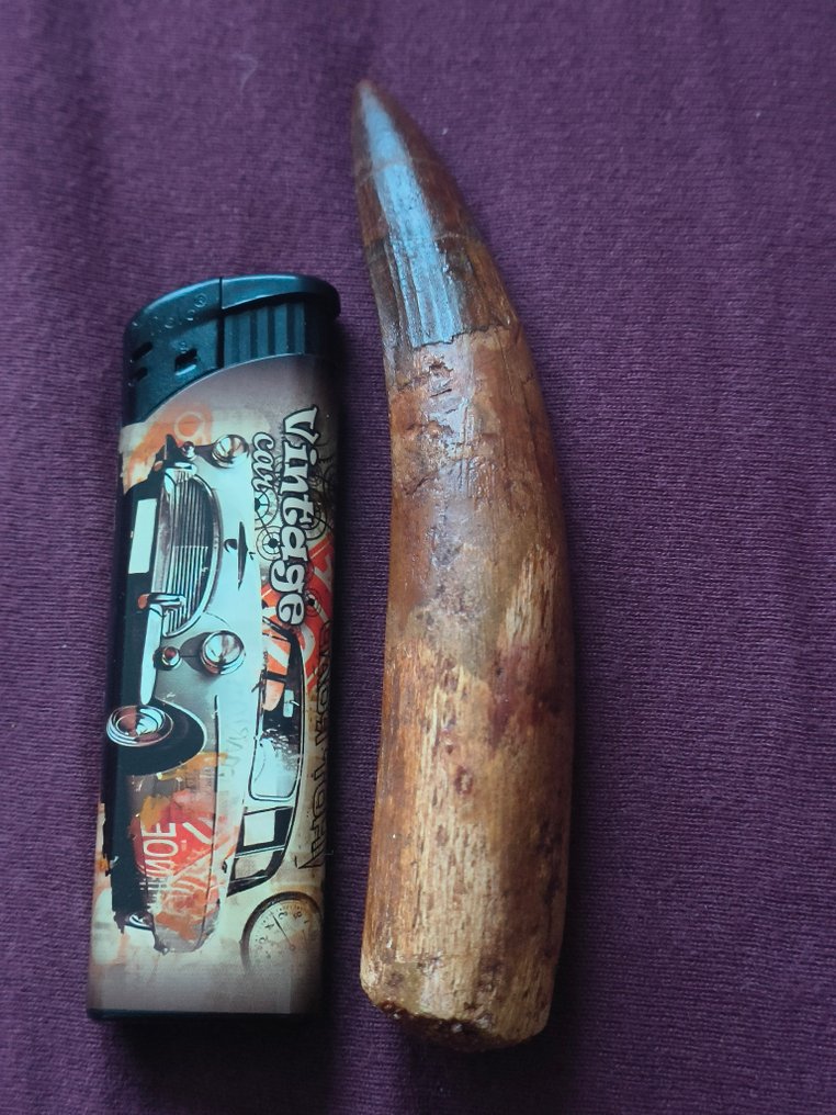 Spinosaur - Fossil tooth #2.1