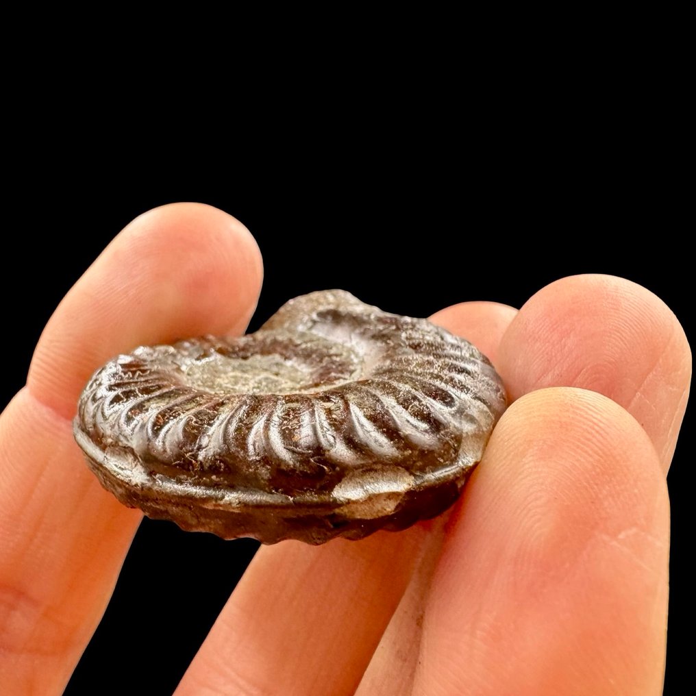 Ammoniet - Gefossiliseerde schelp - Polyptectus discoides - 11 mm - 43 mm  (Zonder Minimumprijs) #1.0