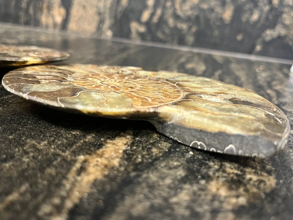 Ammoniet - Gefossiliseerde schelp - Cleoniceras sp - 10 cm - 12 cm  (Zonder Minimumprijs) #4.3