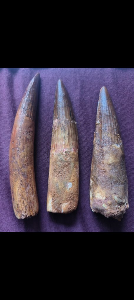 Spinosaur - Fossil tooth #1.0