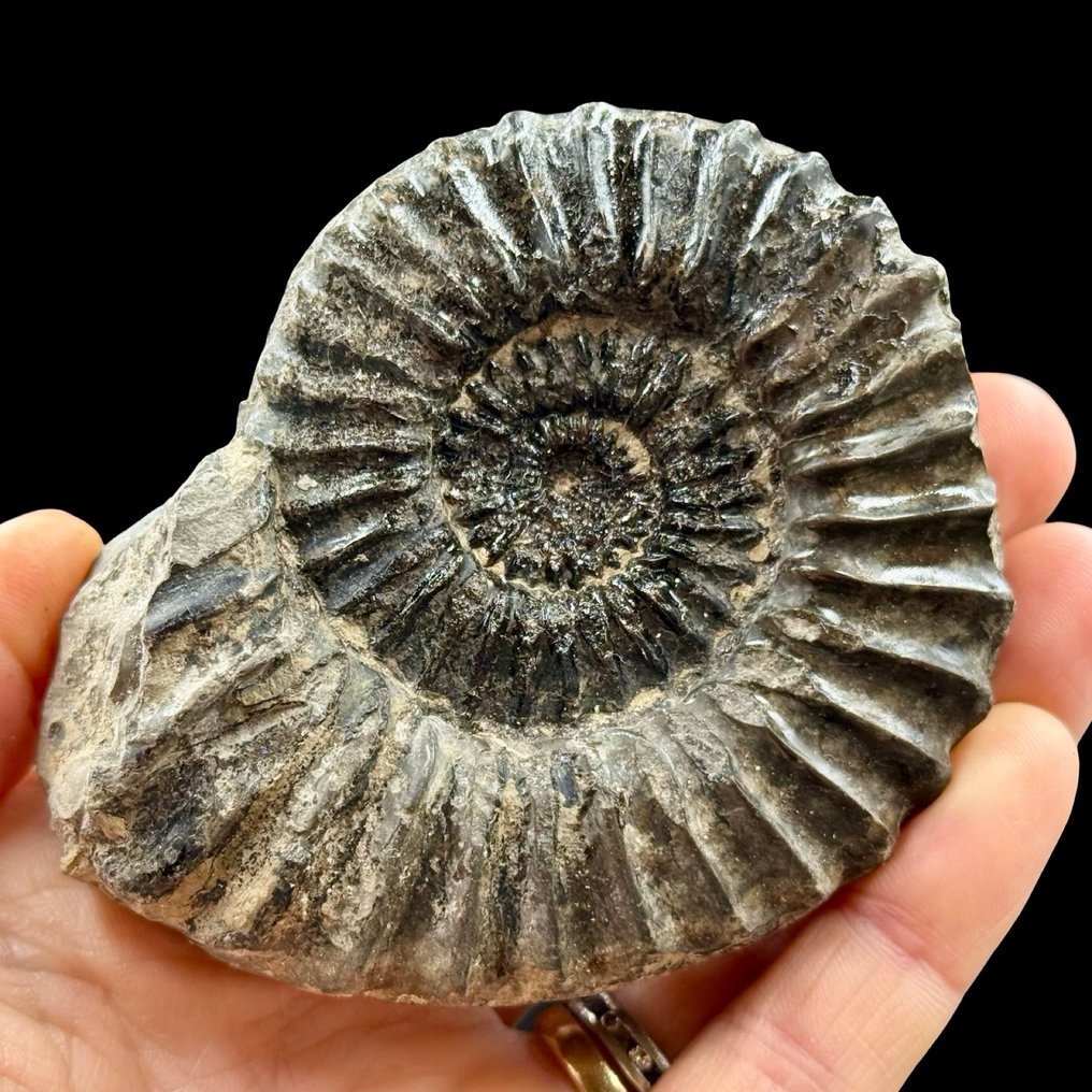 Ammonite - Fossilised shell - Pleuroceras (Yorkshire) - 21 mm - 87 mm  (No Reserve Price) #1.0