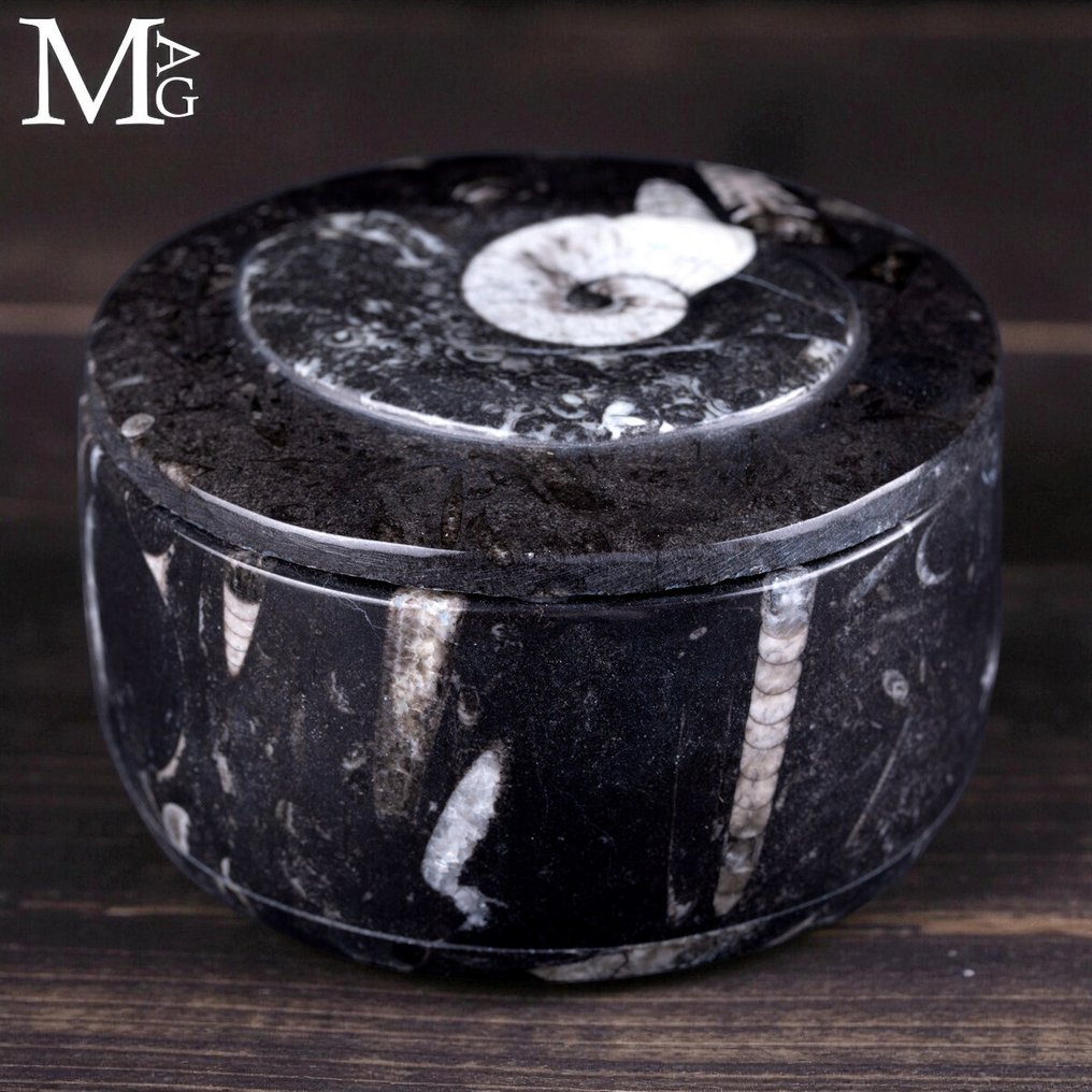 Rund smyckeskrin Ammonite & Orthoceras fossilbox – handhuggna från marockansk matrix. - Höjd: 110 mm - Bredd: 110 mm- 689 g - (1) #4.3