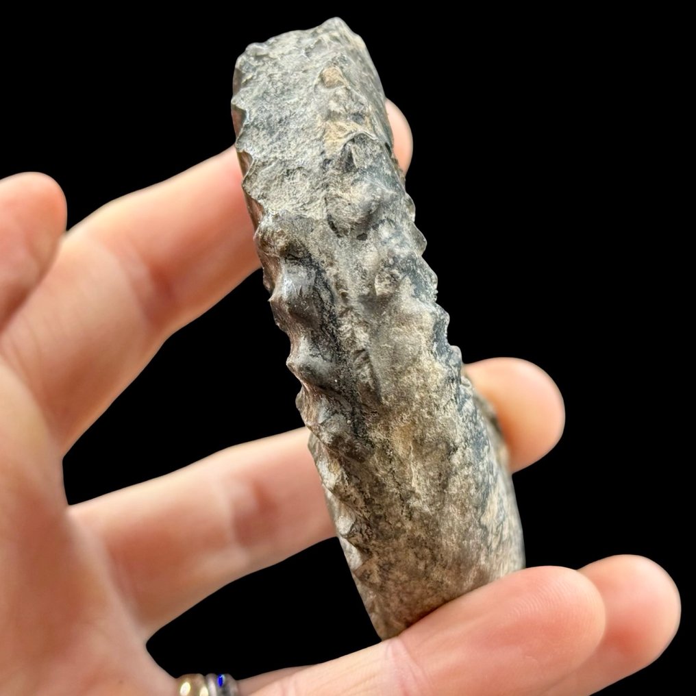 Ammonite - Fossilised shell - Pleuroceras (Yorkshire) - 21 mm - 87 mm  (No Reserve Price) #2.1