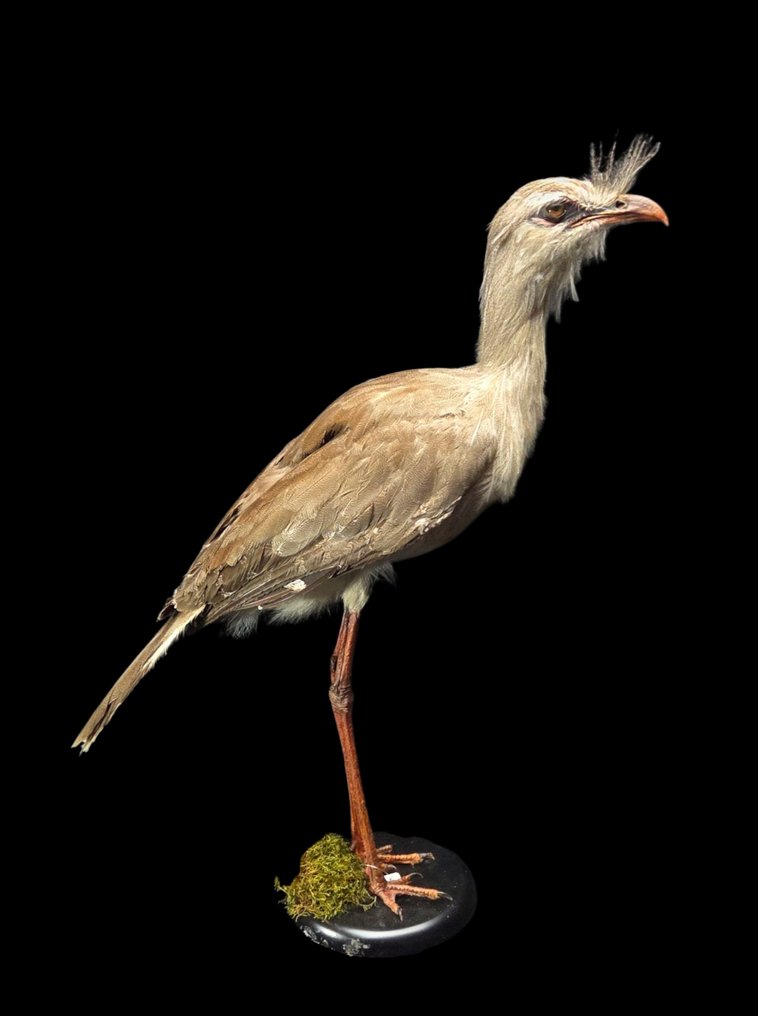 Red-legged Seriema - Παρουσίαση στο μουσείο Βάση ταρίχευσης ολόκληρου σώματος - Cariama cristata - 75 cm - 0 cm - 0 cm - Είδη που δεν ανήκουν στο CITES #1.0
