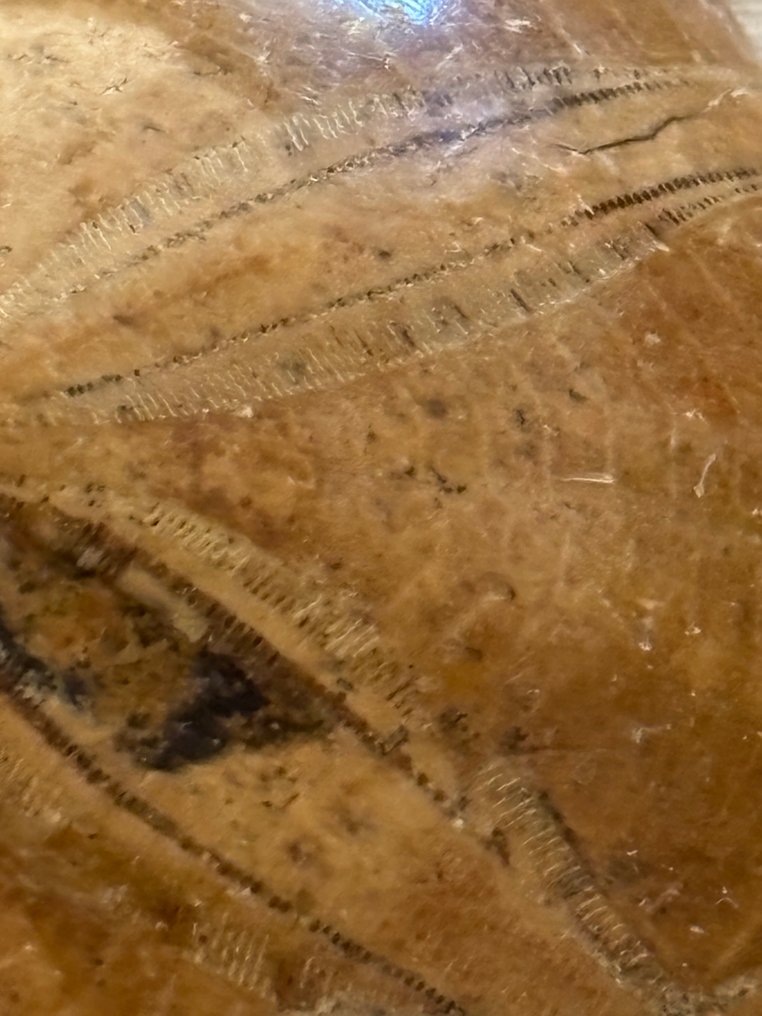 152 g d'oursin de mer 'Clypeus plotii' - Animal fossilisé - "Clypeus plotii"  (Sans Prix de Réserve) #1.0