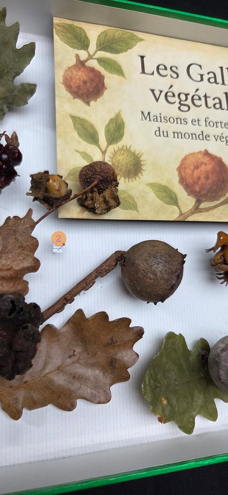 A very rare museum display of real galls on deciduous trees (39x26 cm ) - collection - Διόραμα - 2010-2020 #3.2