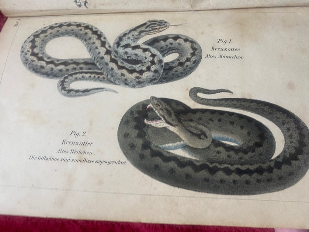 Harald Othmar Lenz - Snakes: Schlangen und Schlangenfeinde - 1870 #2.1