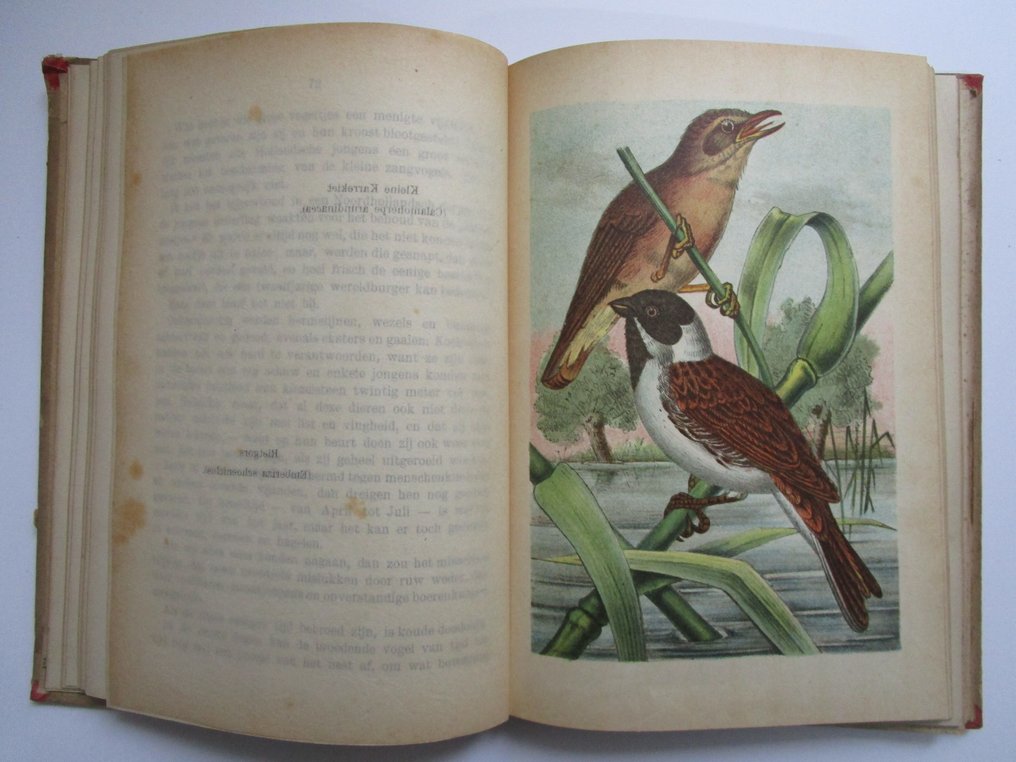 E. Heimans en Jac. P. Thijsse - Door het Rietland; In Sloot en Plas; Van Vlinders, Vogels en Bloemen; In de Duinen - 1903-1907 #4.3