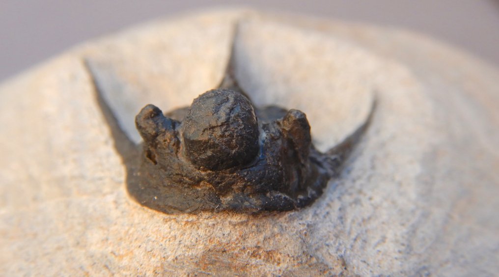 Fossil - Fossilt skelett - Cyphaspis - 5 cm #4.3