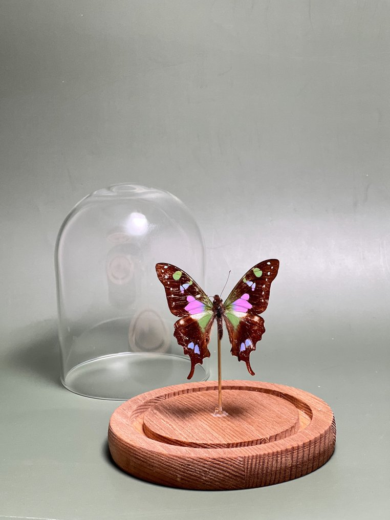 Farfalla Allestimento tassidermico a corpo intero - Graphium weiskei - 13.5 cm - 11.5 cm - 11.5 cm - Specie non CITES - 1 #2.1