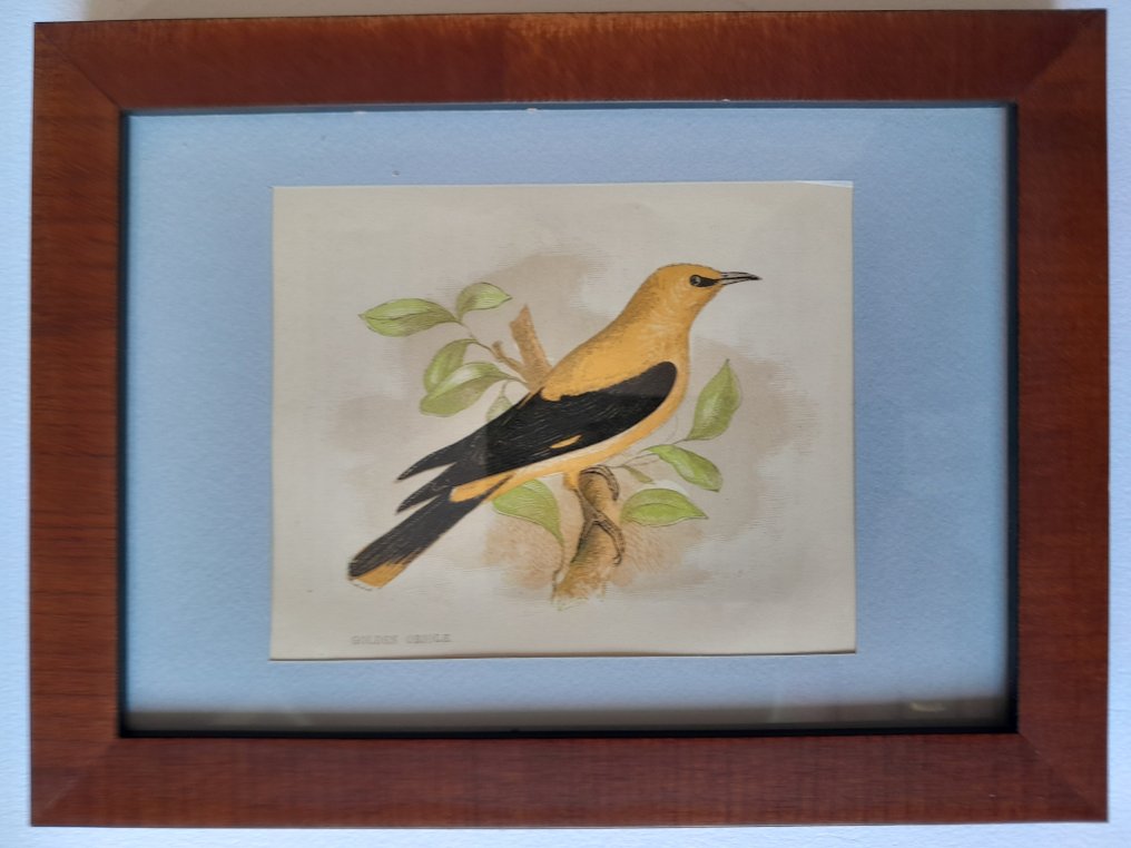 Anne Pratt - A set of ten mounted and framed original plates from "Our native Songsters" by Anne Pratt #1.0