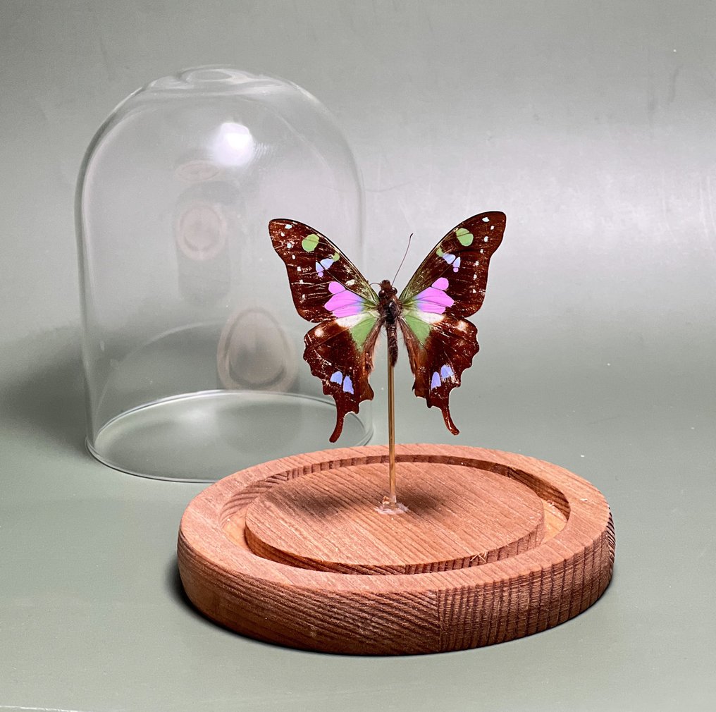 Farfalla Allestimento tassidermico a corpo intero - Graphium weiskei - 13.5 cm - 11.5 cm - 11.5 cm - Specie non CITES - 1 #1.0