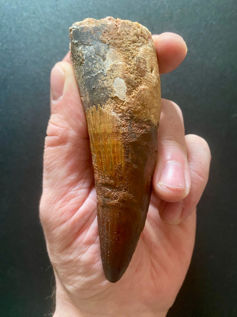 Spinosaurus - Fossil tand - 105 mm - 35 mm #1.0