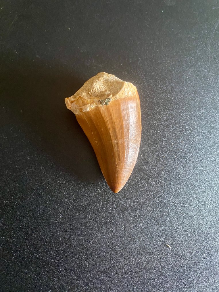 Carcharodontosaurio - Diente fósil - 55 mm - 35 mm #2.1