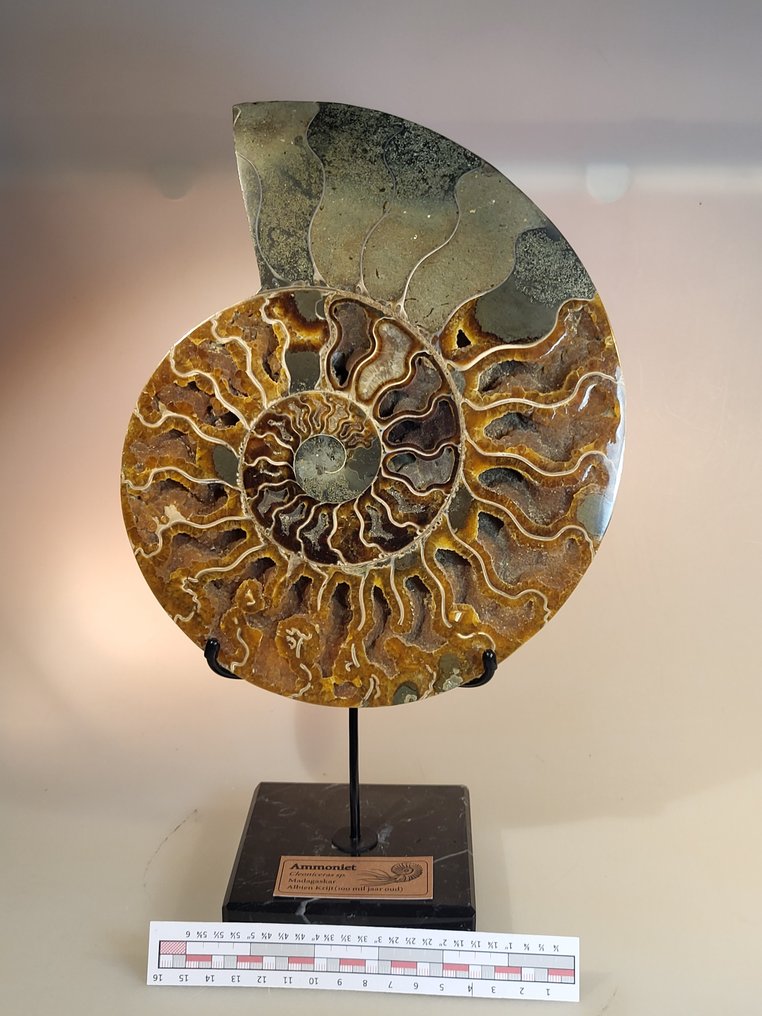 Fantastic XXL Large Ammonite on marble display - Fossilised shell - Aioloceras (Cleoniceras) sp. - 32 cm - 20 cm  (No Reserve Price) #2.1