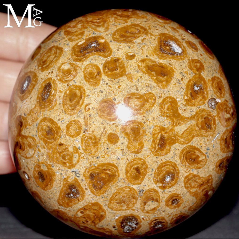Fossil Coral Spheres - Carved Madreporic Fossil Coral - Height: 90 mm - Width: 90 mm- 1060 g #1.0