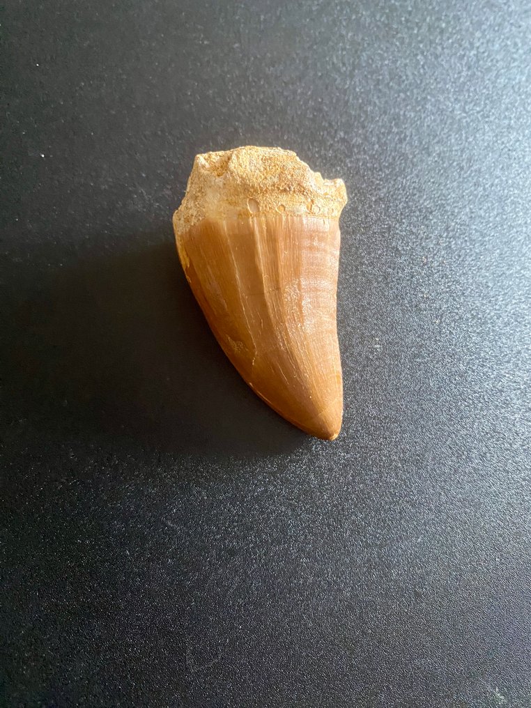 Carcharodontosaurio - Diente fósil - 55 mm - 35 mm #1.0